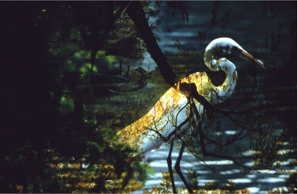 Egret (Brooklyn Botanical Garden, New York), 2013, Digital print made from a color image in 1979, 21 x 24 inches 