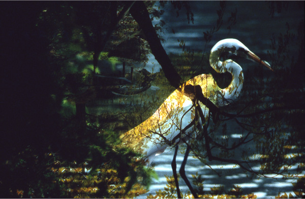 Egret (Brooklyn Botanical Garden, New York), 2013, Digital print made from a color image in 1979, 21 x 24 inches