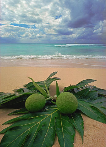 John Pinderhughes - Breadfruit on Beach, ca.1979, Archival ink jet print, 22 x 30 inches